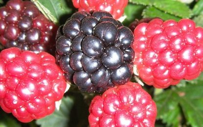 Pequenas frutas conquistam espaço nos pomares e nas mesas dos mineiros