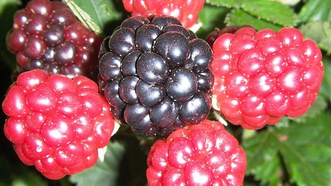 Pequenas frutas conquistam espaço nos pomares e nas mesas dos mineiros