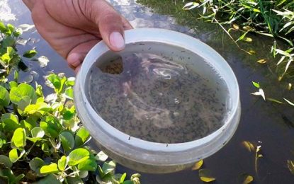 MINAS GERAIS: Estado registra 484 mil casos prováveis de dengue