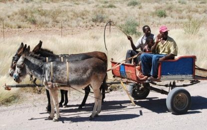 Cinco anos após sancionar lei, circulação de carroças é proibidas em Juiz de Fora