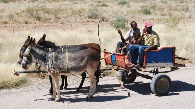 Cinco anos após sancionar lei, circulação de carroças é proibidas em Juiz de Fora