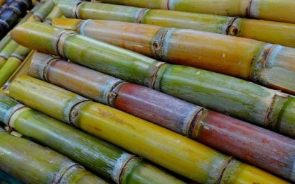 Consumo de etanol hidratado continua em alta no estado