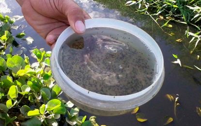 Mais de 500 casos prováveis de dengue são registrados no Campo das Vertentes e na Zona da Mata