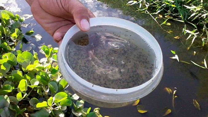 Mais de 500 casos prováveis de dengue são registrados no Campo das Vertentes e na Zona da Mata