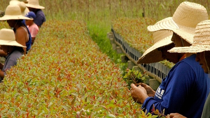 IEF completa 58 anos com reforço em programas de preservação ambiental