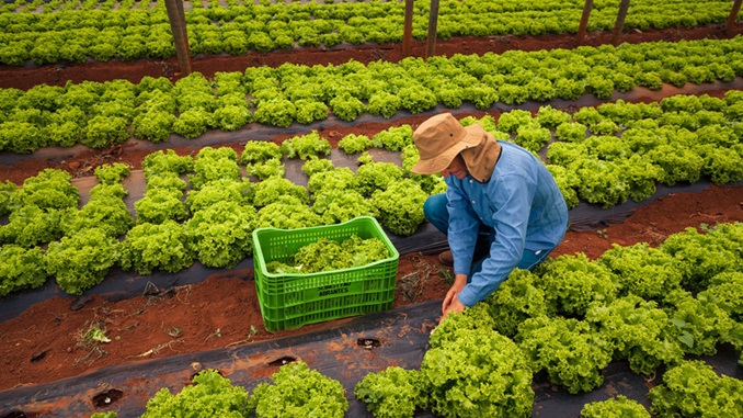 PRODUTORES RURAIS CONTRATAM R$ 108,5 BI DO PLANO SAFRA