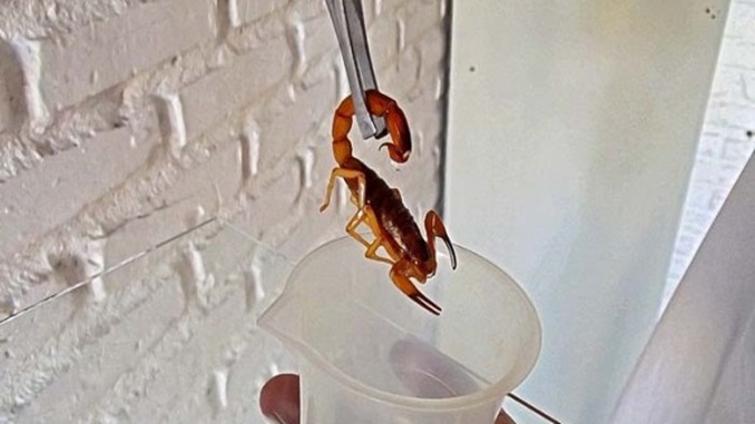 Minas tem aumento significativo de ocorrências com escorpiões