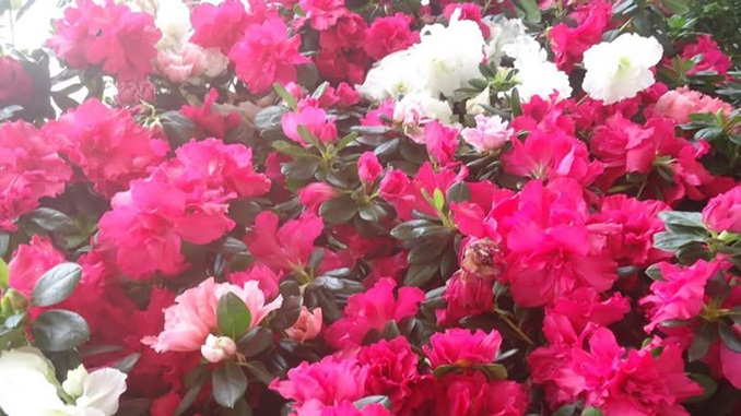 Produção de flores e plantas ornamentais pode receber incentivos federais em 2020