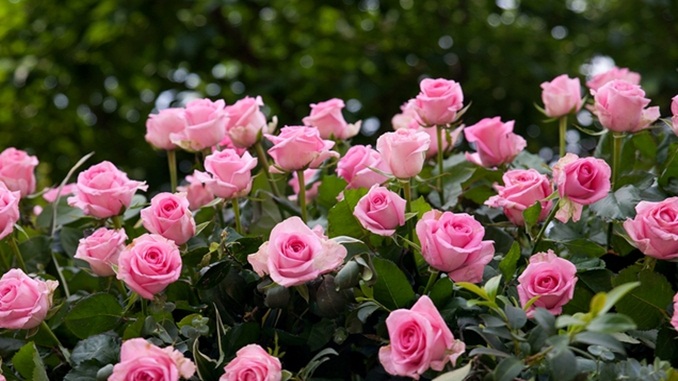 Para resgatar a tradição: Colégio Aprendiz doará milhares de mudas de rosas aos barbacenenses