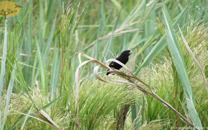 Ave rara é encontrada em Minas depois de 80 anos sem registros