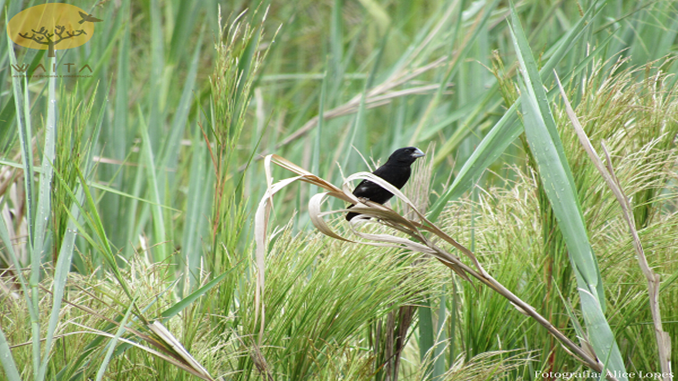 Ave rara é encontrada em Minas depois de 80 anos sem registros