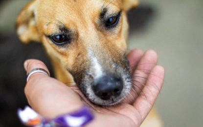 Cientistas afirmam que convivência com cachorros pode prolongar a vida dos humanos