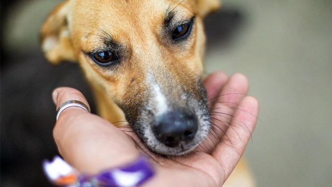 Cientistas afirmam que convivência com cachorros pode prolongar a vida dos humanos