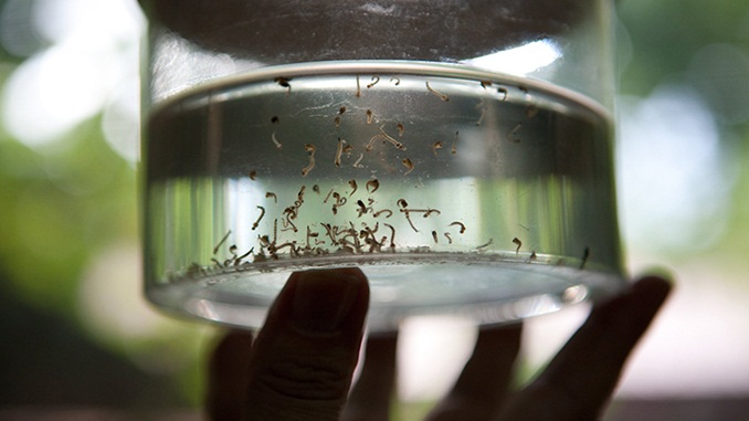 Saiba mais sobre sorotipo 2 da dengue, motivo de preocupação das autoridades de saúde em 2020