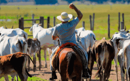 Abate de bovinos cai e o de suínos e frangos sobe no último trimestre de 2019