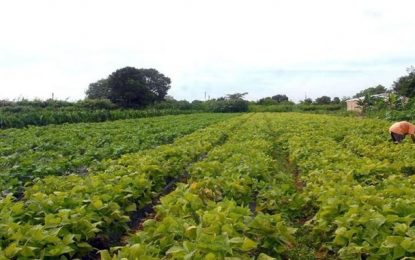 Projeto em tramitação na Câmara dos Deputados concede desconto permanente na energia da agricultura familiar