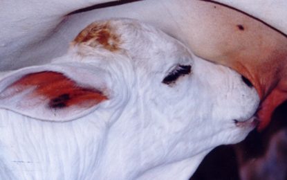 Instituto Mineiro de Agropecuária pretende imunizar 80% do rebanho do estado