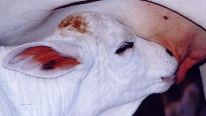 Instituto Mineiro de Agropecuária pretende imunizar 80% do rebanho do estado