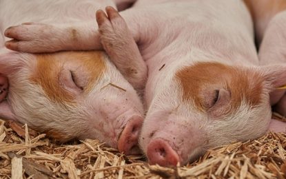 Produtores devem tomar cuidado com infecção de suínos por Senecavírus