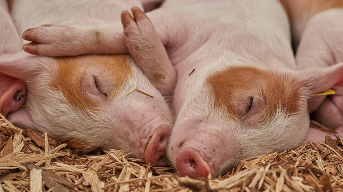 Produtores devem tomar cuidado com infecção de suínos por Senecavírus