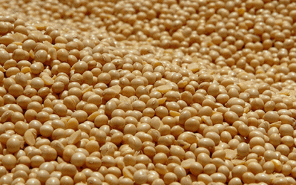 Estimativa indica safra recorde com soja responsável por metade da produção