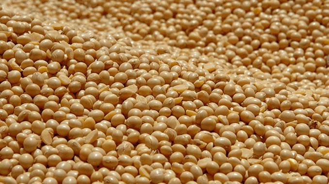 Estimativa indica safra recorde com soja responsável por metade da produção