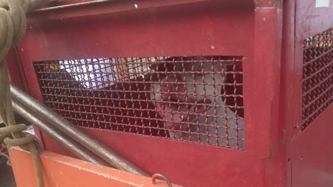 Bombeiros capturam Pitbull que atacava transeuntes, em Congonhas