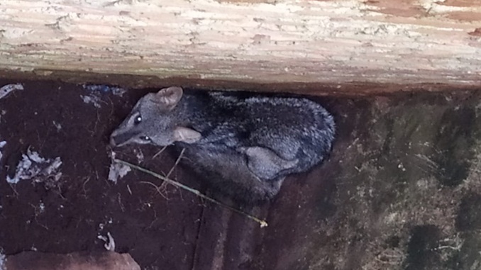 Bombeiros capturam Raposa em silo desativado, na Colônia Rodrigo Silva