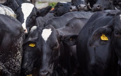 INDICADORES: Arroba do boi gordo registra alta nessa sexta (20)