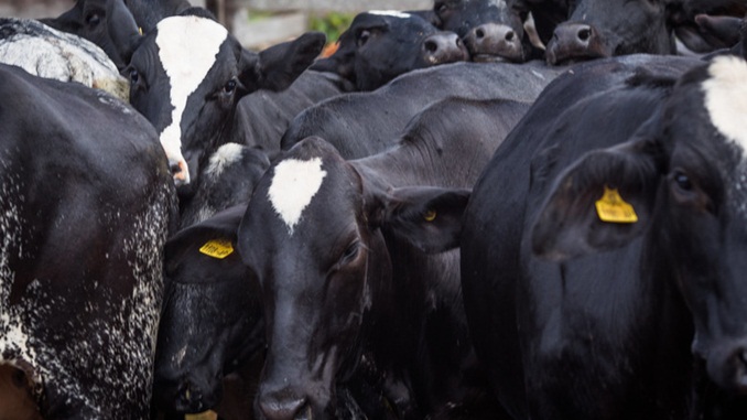 INDICADORES: Arroba do boi gordo registra alta nessa sexta (20)