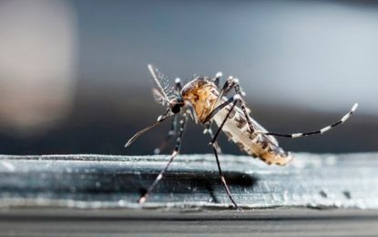 Mosquitos ‘do bem’ e peixes combatem a dengue no Brasil; conheça métodos contra o Aedes aegypti