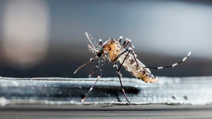 Mosquitos ‘do bem’ e peixes combatem a dengue no Brasil; conheça métodos contra o Aedes aegypti