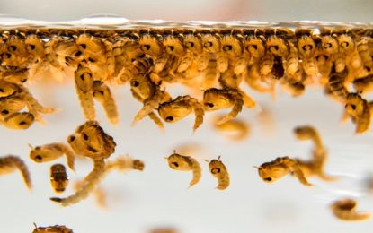 Sudeste concentra maior número de casos prováveis de dengue entre as cinco regiões brasileiras