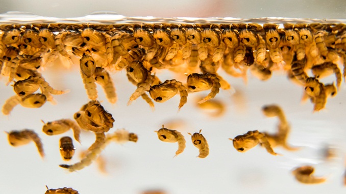 Sudeste concentra maior número de casos prováveis de dengue entre as cinco regiões brasileiras