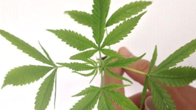 Anvisa coloca em vigor resolução sobre medicamentos à base de Cannabis