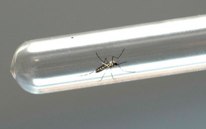 Dengue matou 20 idosos este ano; população acima dos 60 é mais vulnerável