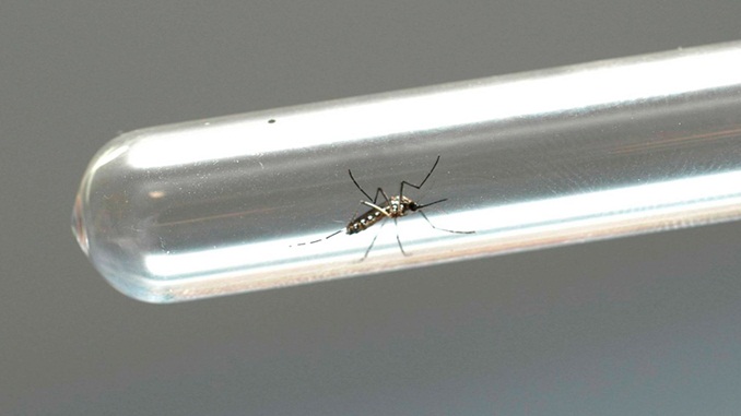 Dengue matou 20 idosos este ano; população acima dos 60 é mais vulnerável