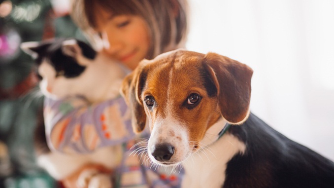 Cães e gatos podem ser infectados com o novo coronavírus, mas não transmitem o vírus a humanos