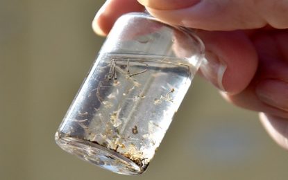 MINUTO DA SAÚDE: Pessoas idosas estão entre as mais vulneráveis ao vírus da dengue