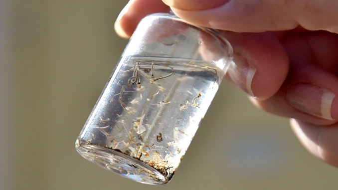 MINUTO DA SAÚDE: Pessoas idosas estão entre as mais vulneráveis ao vírus da dengue