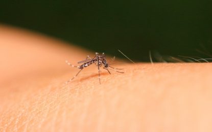 MINUTO DA SAÚDE: Pessoas assintomáticas podem não saber que estão infectadas pelo Aedes aegypti