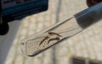 MINUTO DA SAÚDE: População brasileira é convocada a lutar contra mosquito Aedes aegypti