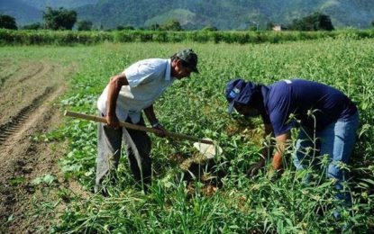 Governo abre canal para agricultores familiares relatarem perda na produção por conta da covid-19