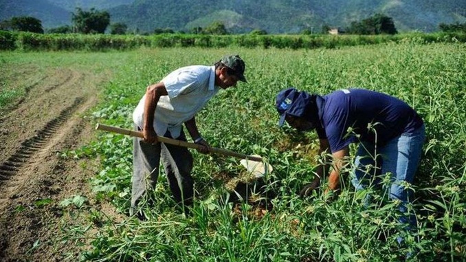 Governo abre canal para agricultores familiares relatarem perda na produção por conta da covid-19