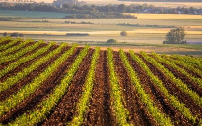 Mesmo com pandemia, PIB agropecuário deve crescer 2,5% em 2020, estima IPEA