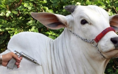 Vacinação contra a febre aftosa terá início em maio
