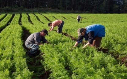 Agricultura familiar tem mais recursos e menos juros no Plano Safra 2020/2021