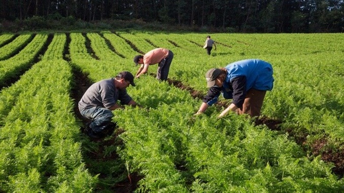 Agricultura familiar tem mais recursos e menos juros no Plano Safra 2020/2021