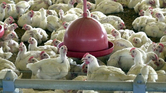 Abate de frangos no primeiro trimestre quebra recorde histórico, de acordo com IBGE