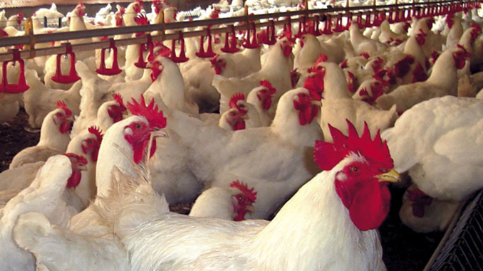 Abate de frangos no 1° trimestre é o maior da série histórica da pesquisa